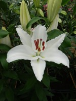 [4254 Sambuca 2N No02.JPG]